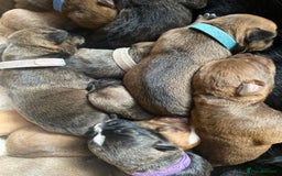 Mixed Breed dogs for sale: Rottweiler  ** taffy puppies - Image 5