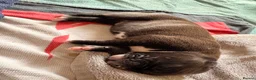 Mixed Breed dogs for sale: Unplanned litter  in Grimsby - Advert 2