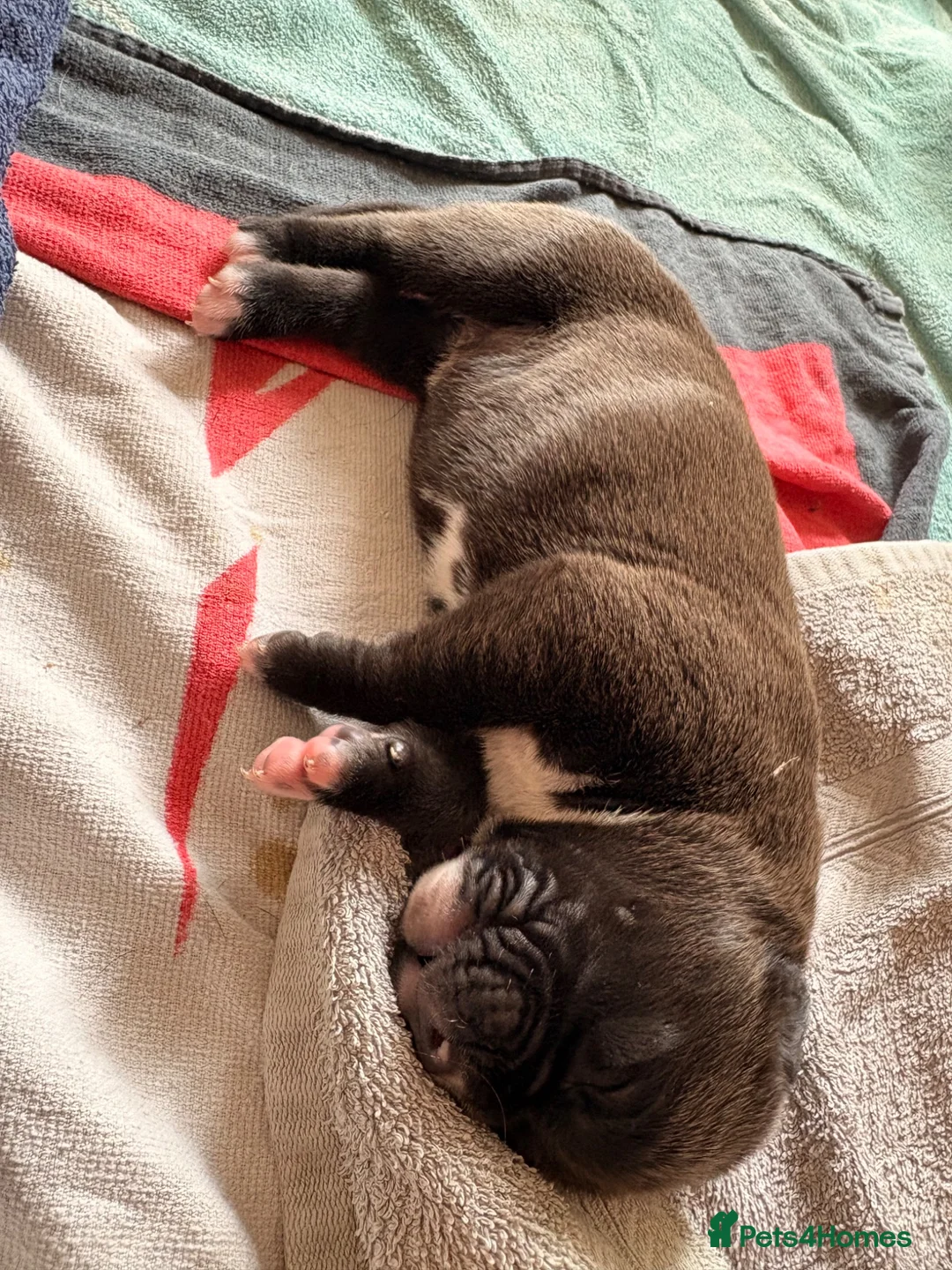 Mixed Breed dogs for sale: Unplanned litter  in Grimsby - Advert 2