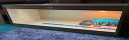 Bearded Dragon reptiles for sale: Bearded Dragon + New Vivarium Setup kit - Advert 2