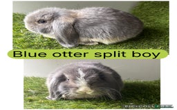 Mini Lop rabbits for sale: Beautiful mini lops ready now  - Image 1