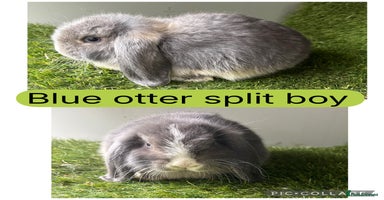 Mini Lop rabbits - Advert 7