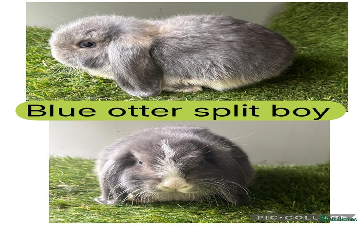 Mini Lop rabbits - Advert 6