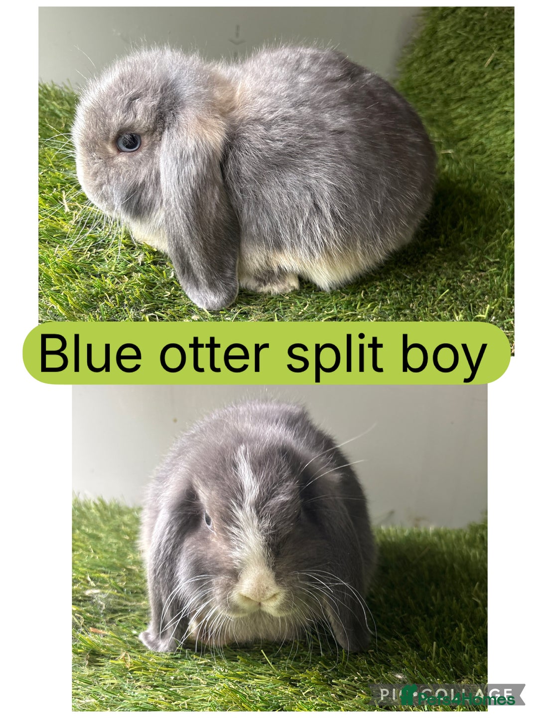 Mini Lop rabbits for sale: Beautiful mini lops ready now  - Image 1