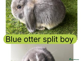 Mini Lop rabbits - Advert 3