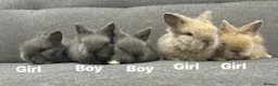 Lionhead rabbits for sale: Adorable Lionhead Bunnies - Advert 1