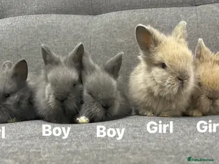 Lionhead rabbits Adorable Lionhead Bunnies - Advert 5