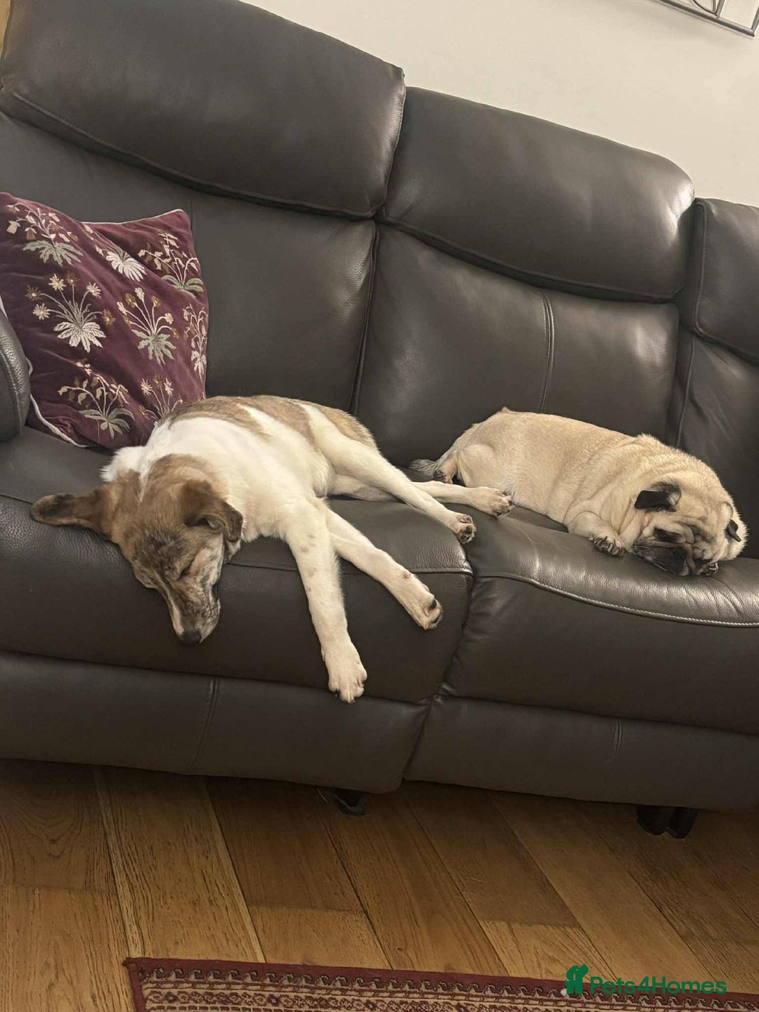 Mixed Breed dogs for adoption: Sylvie - wonderful family dog - Advert 7