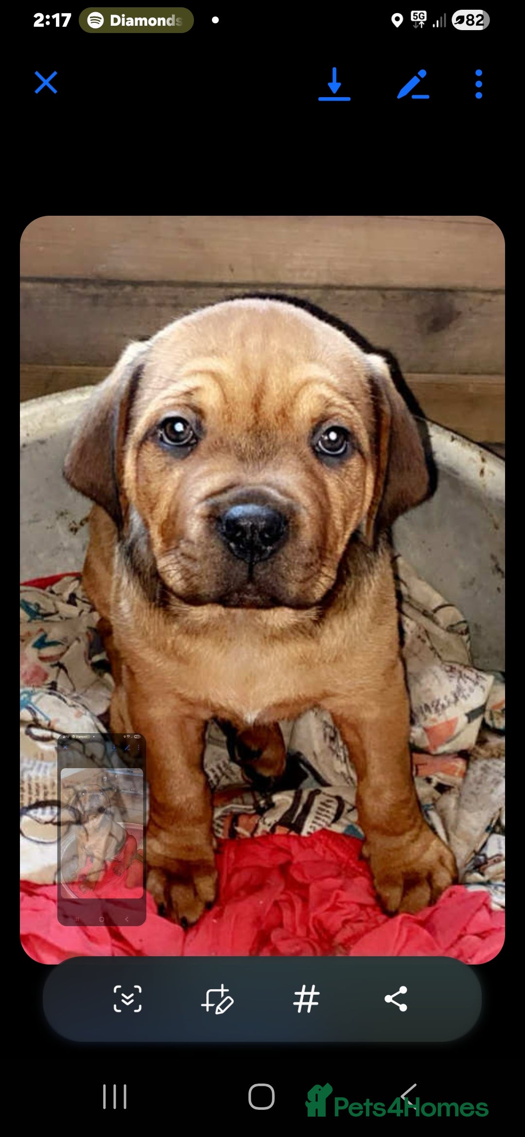 Dogue De Bordeaux dogs for sale: Beautiful female dogua puppy  - Advert 5