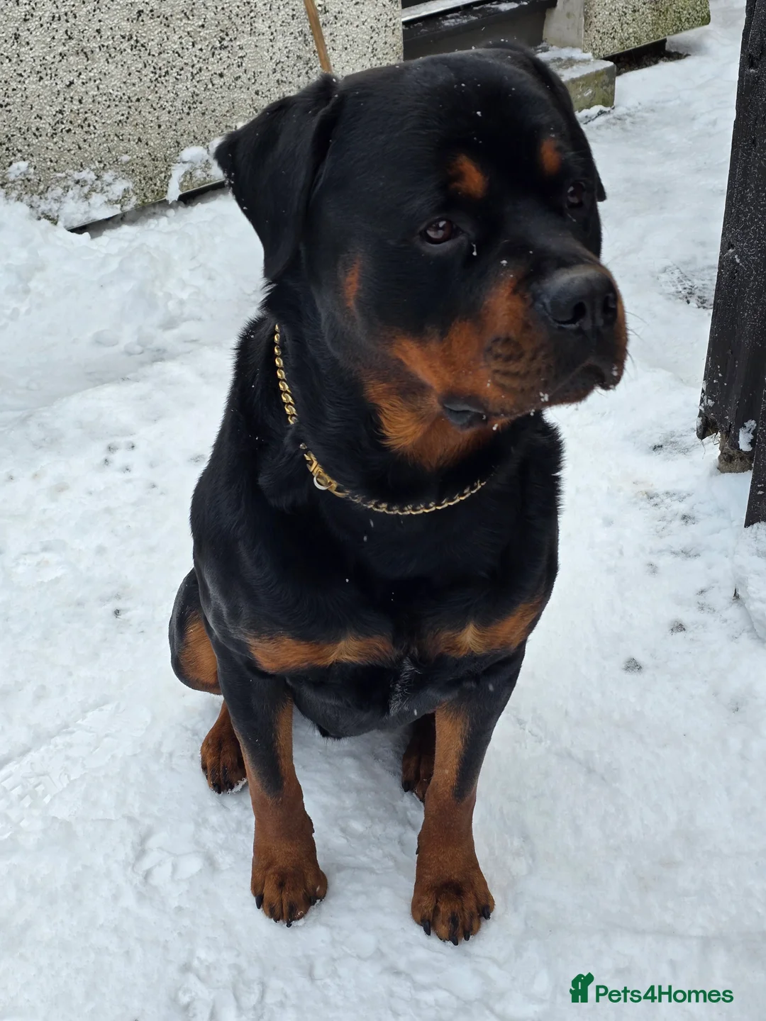 Rottweiler dogs for stud: Rottweiler For Stud in Strathpeffer - Advert 6