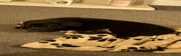 Mixed Breed dogs for sale: Staff x Belgium  in Leeds - Advert 9