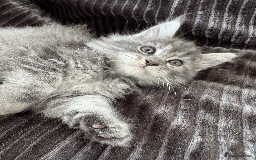 Maine Coon cats for sale: Maine coon kittens -2 boys and 1 girls left - Image 19