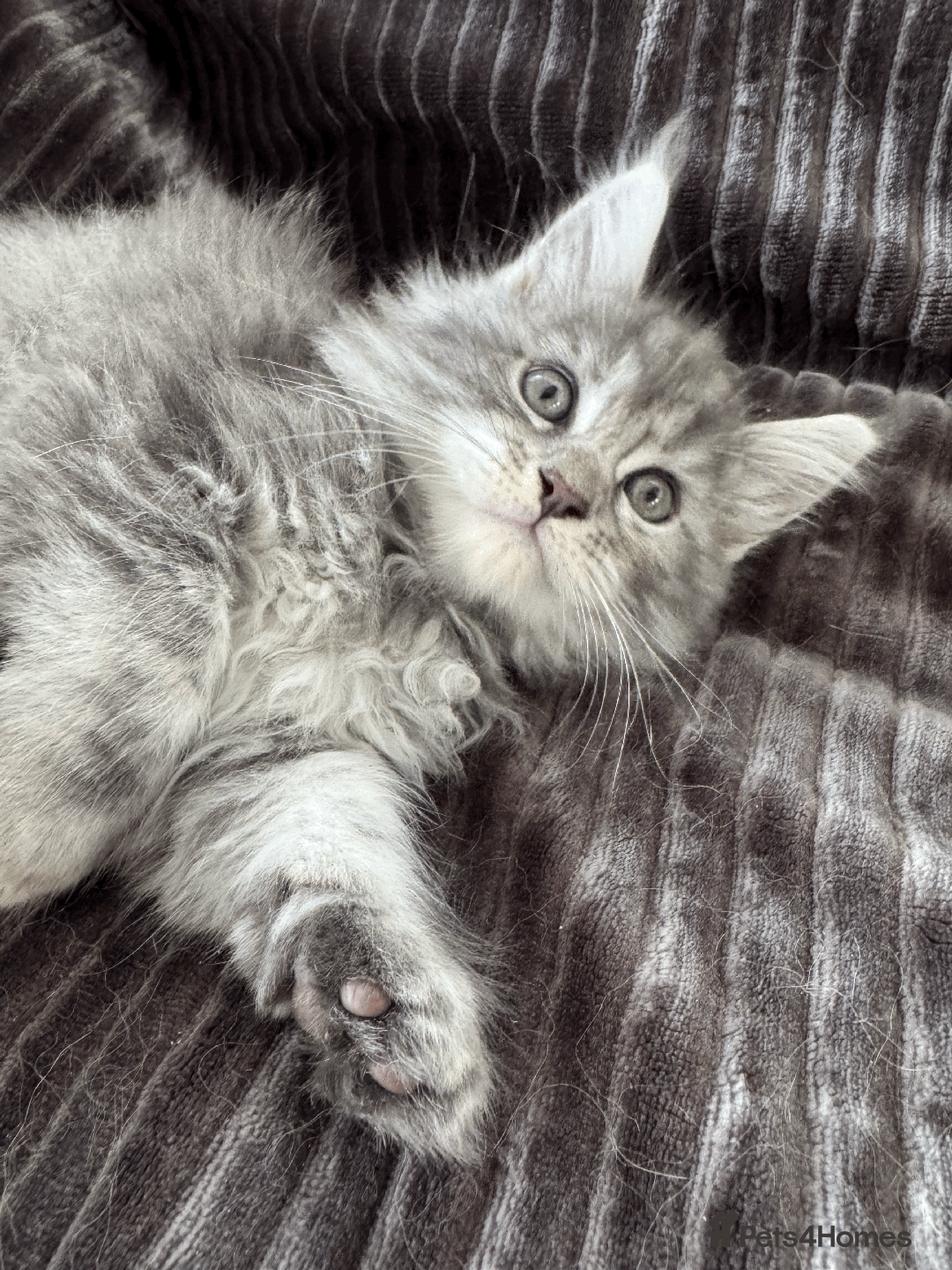 Maine Coon cats for sale: Maine coon kittens -2 boys and 1 girls left - Image 19