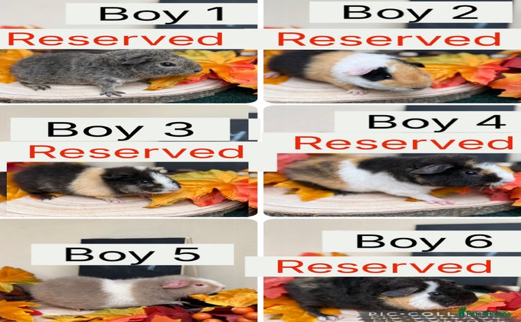 Guinea Pig rodents - Advert 3