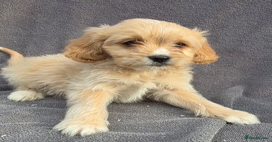 Cavapoo dogs - Advert 5