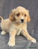 Cavapoo dogs - Advert 6