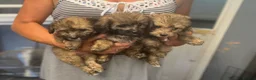 Mixed Breed dogs for sale: Stunning small papipoos/ papillon  x toy poodle - Advert 7