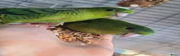 Parakeets birds for sale: Lineolated Parakeets - Advert 2