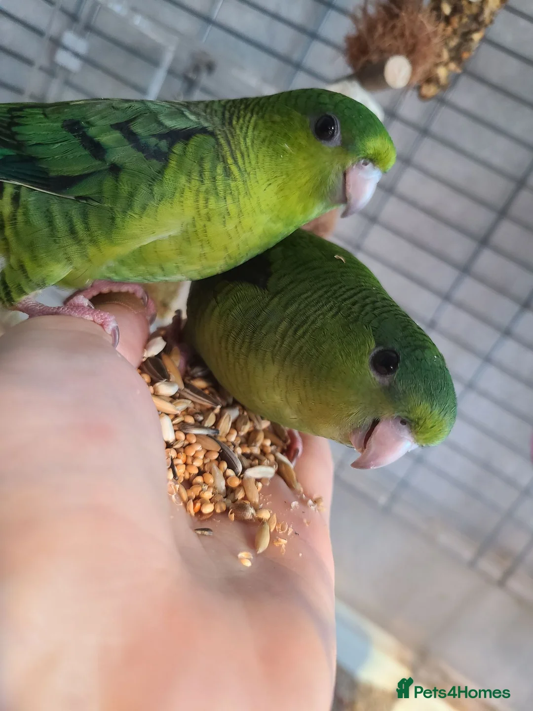 Parakeets birds for sale: Lineolated Parakeets - Advert 2