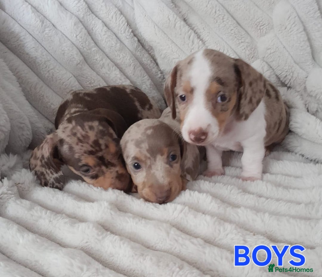Miniature Dachshund dogs for sale: Miniature Dachshund puppies - Image 2
