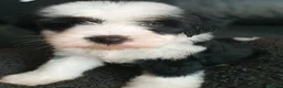 Tibetan Terrier dogs for sale: 1 STUNNING MALE Tibtan Terrier - Advert 5