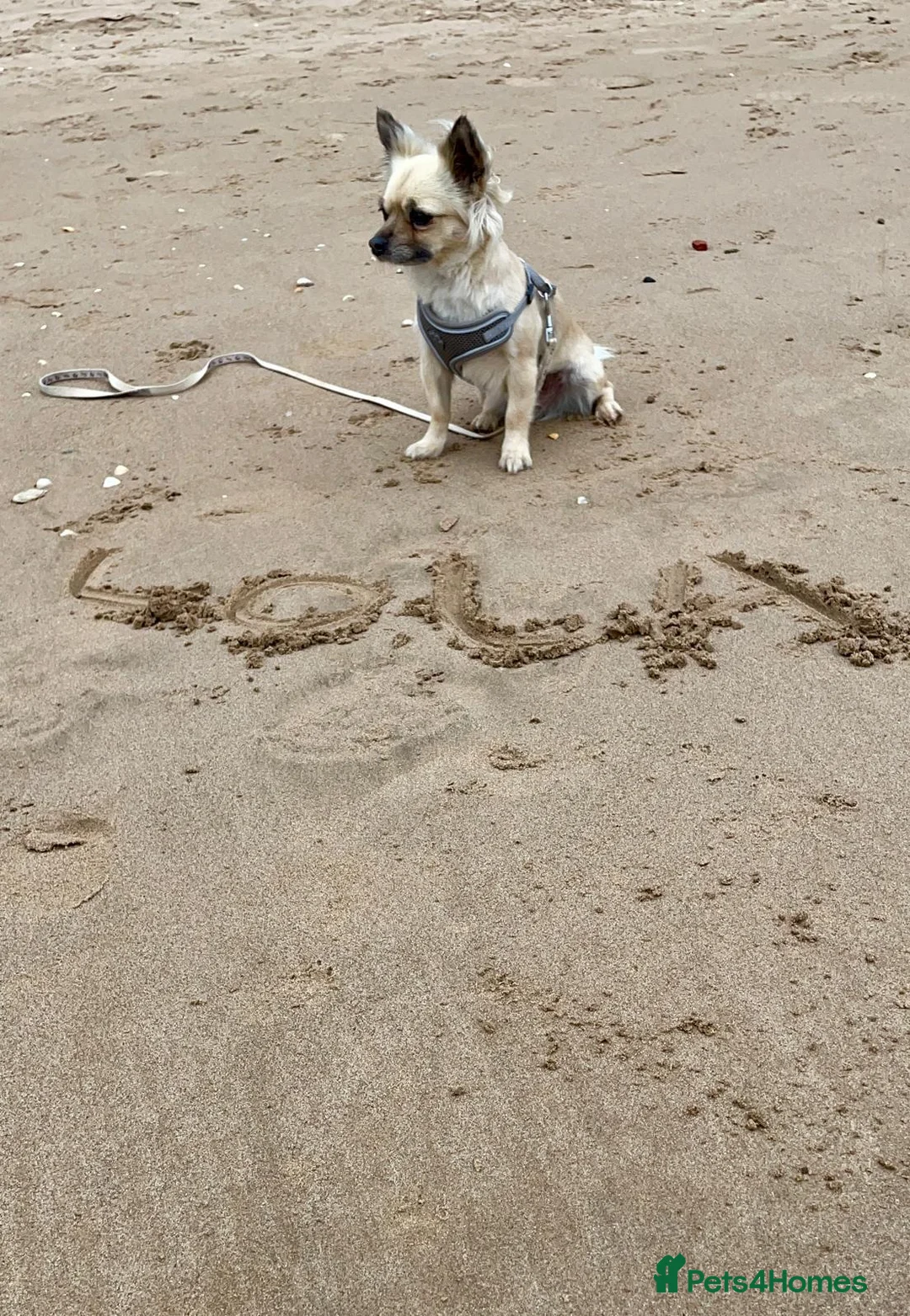 Chihuahua dogs for sale: Chiuhauahs looking for new home  in Hull - Advert 2