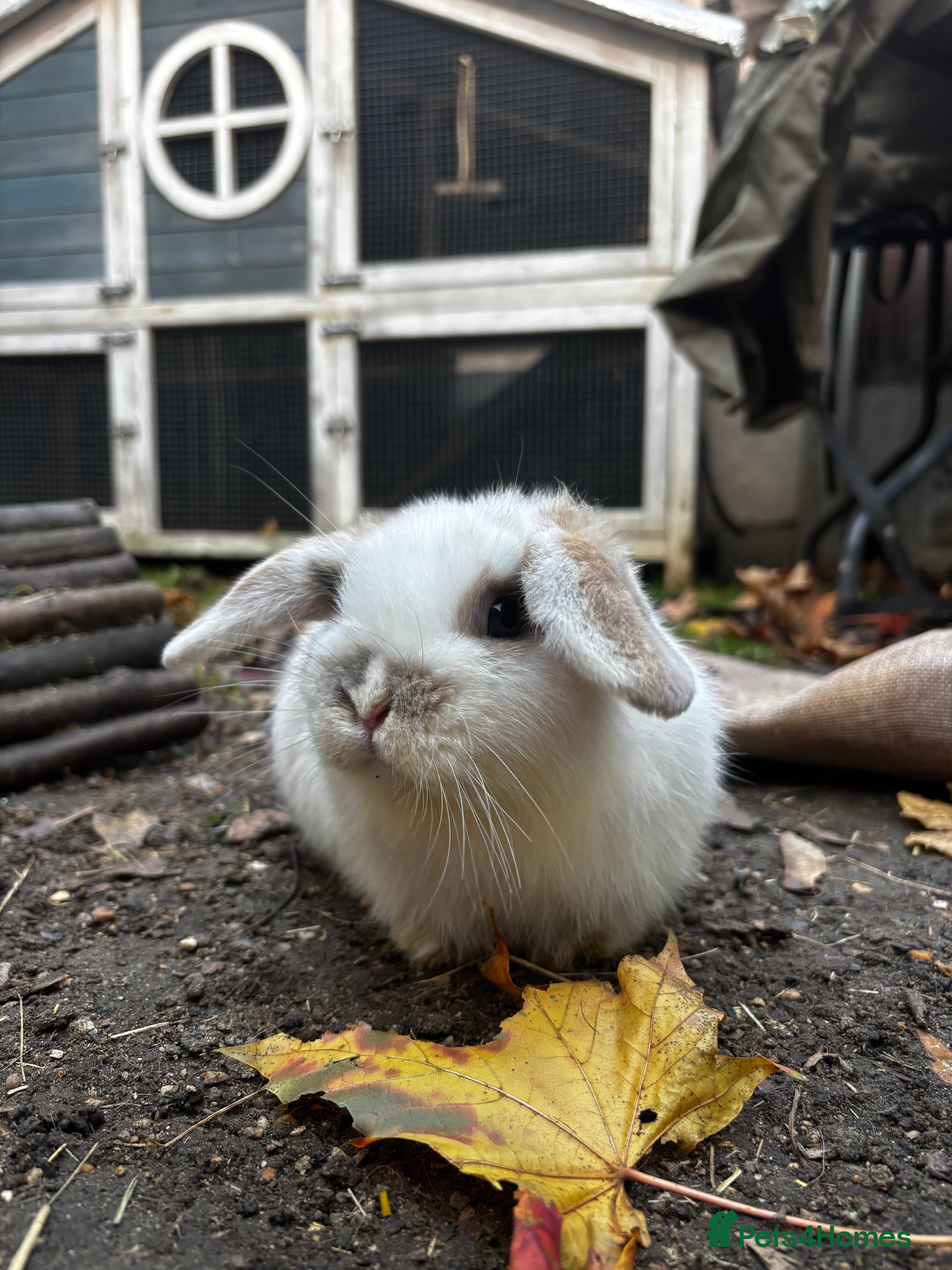 Mini Lop rabbits Mini Lop Buck  - Advert 1