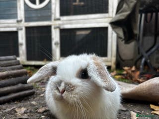 Mini Lop rabbits Mini Lop Buck - Advert 16