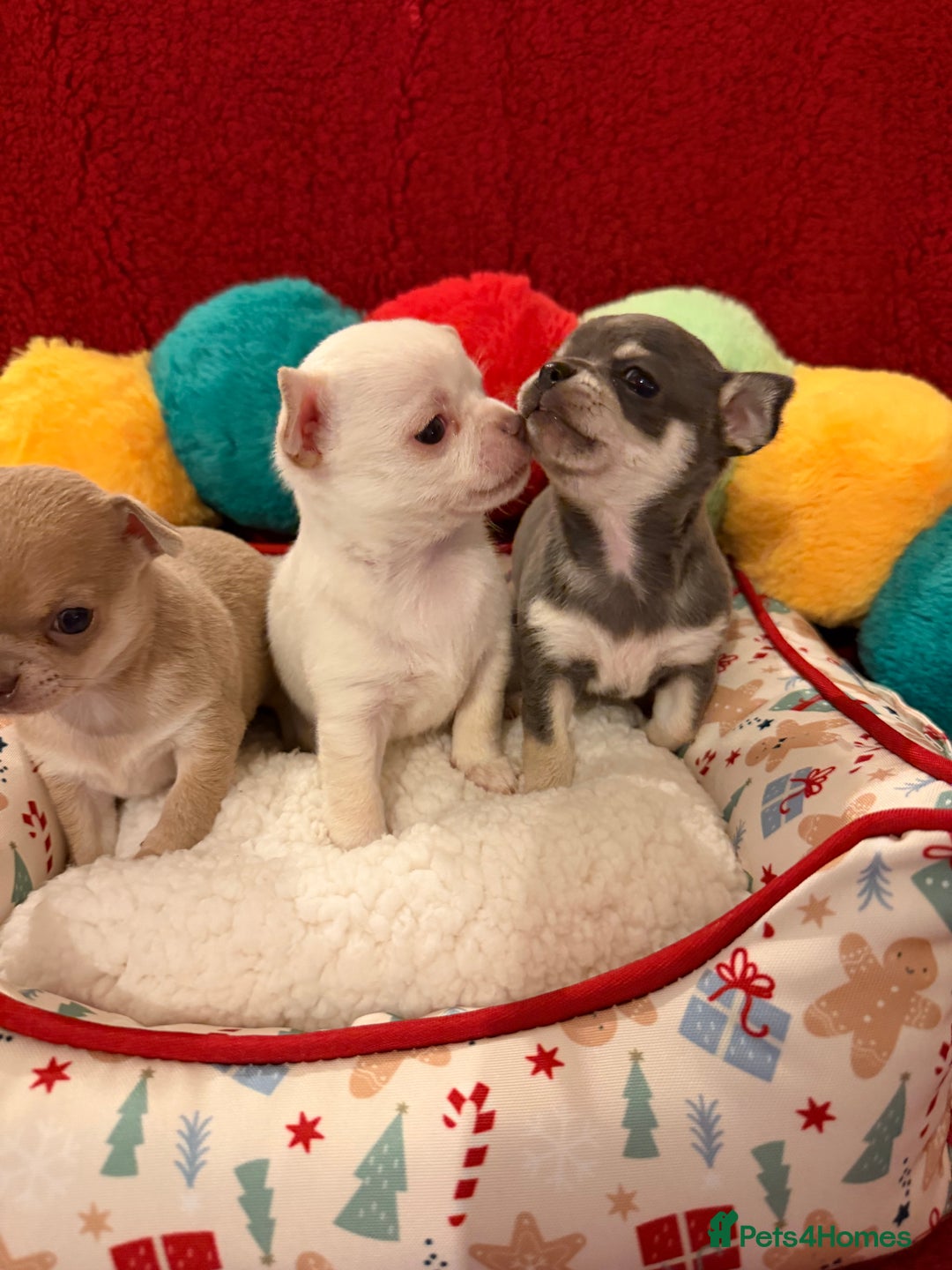 Chihuahua dogs for sale: Tiny apple head chihuahuas - Image 5