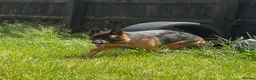 German Shepherd dogs for sale: Beautiful female German shepherd for sale - Advert 3