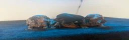Dachshund dogs for sale: Ready to go  - Advert 8