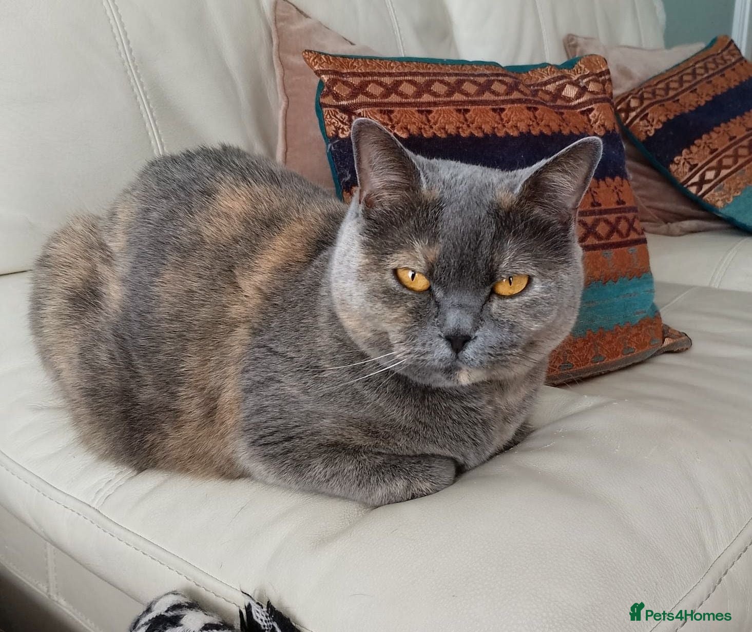 British Shorthair cats British Shorthair needs rehoming  - Advert 1
