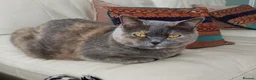 British Shorthair cats for sale: British Shorthair needs rehoming  in Hull - Advert 1