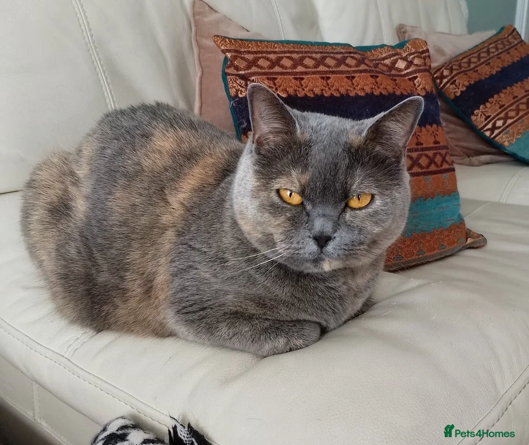 British Shorthair cats for sale: British Shorthair needs rehoming  in Hull - Advert 1