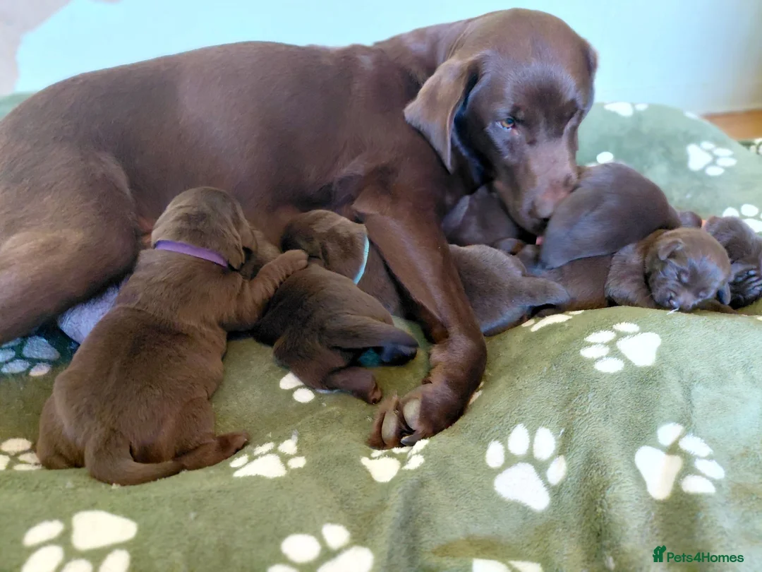 Labrador Retriever dogs for sale: Chocolate Labradors Puppies,Health Tested Parents  - Advert 1