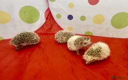 Pygmy Hedgehog rodents for sale: Beautiful Pinto African Pygmy Hedgehog Babies  - Image 1
