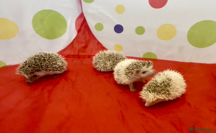 Pygmy Hedgehog rodents - Advert 6