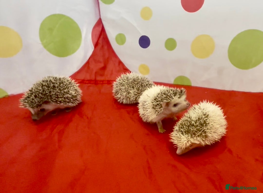 Pygmy Hedgehog rodents for sale: Beautiful Pinto African Pygmy Hedgehog Babies  - Image 1