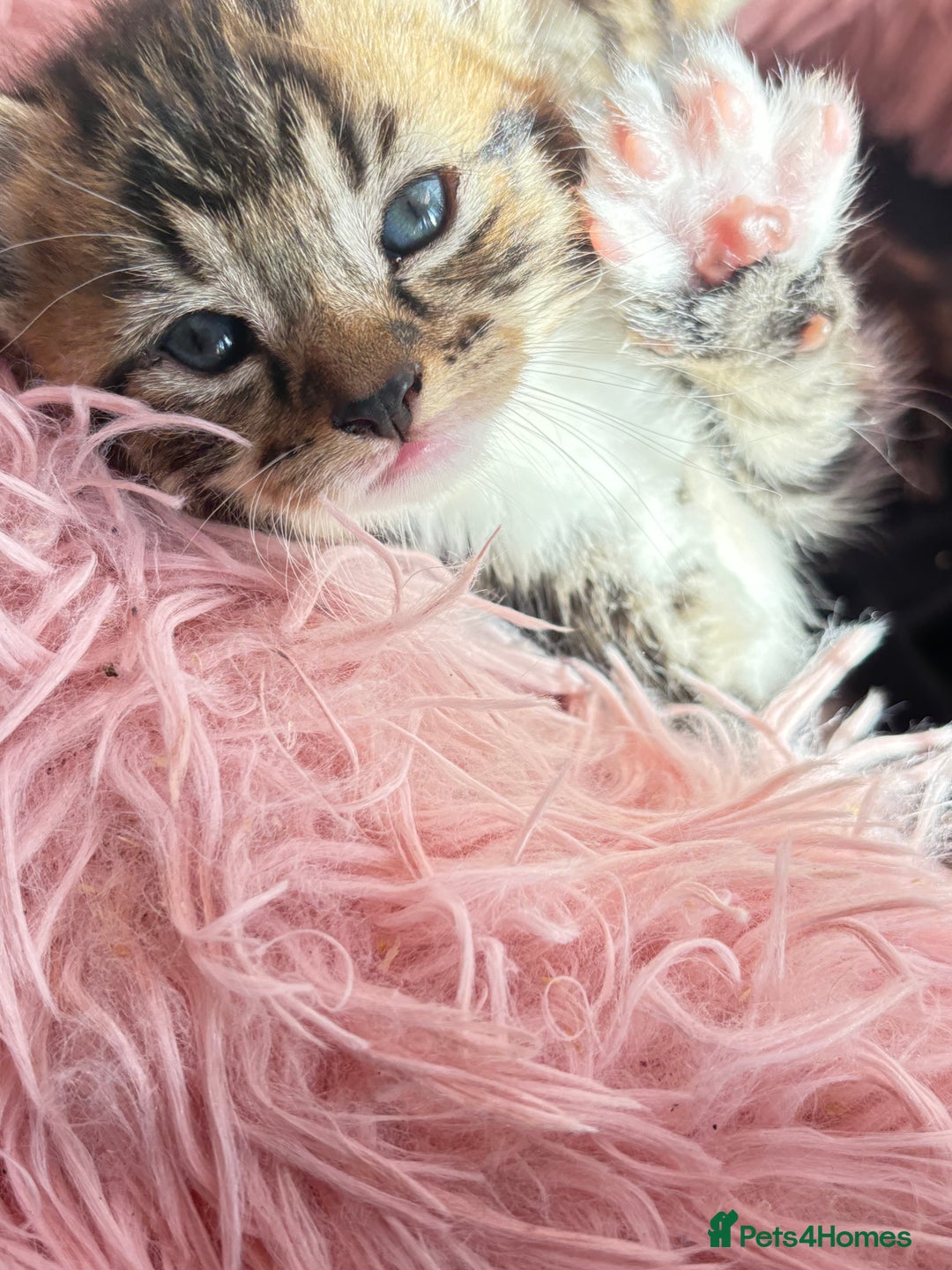 Bengal cats for sale: Kitten  - Image 2