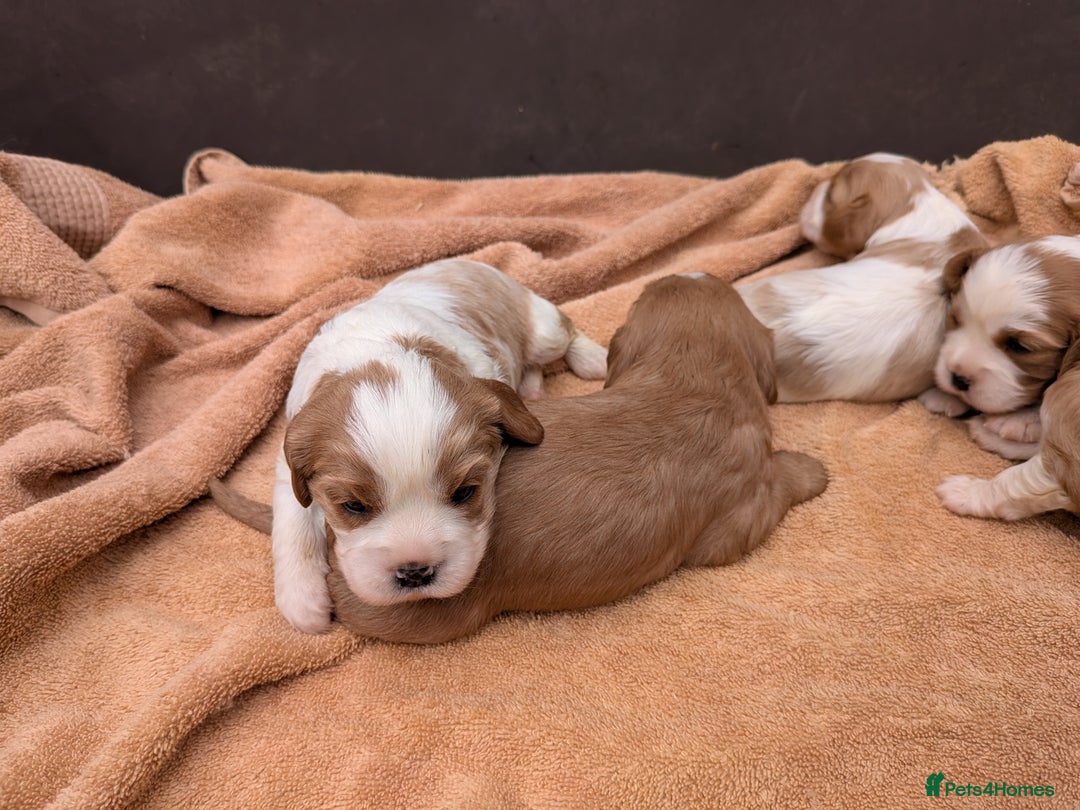 Cavalier King Charles Spaniel dogs for sale: Stunning cavalier puppies  - Image 5