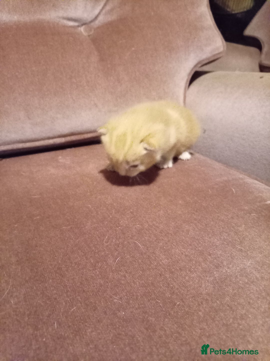 Mixed Breed cats for sale: Four mixed breed British short kittens - Image 10