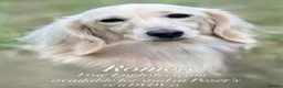 Miniature Dachshund dogs for sale: True cream miniature longhaired dachshunds  - Advert 4