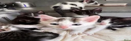 Mixed Breed cats for sale: Beautiful kittens looking for their forever homes - Advert 4