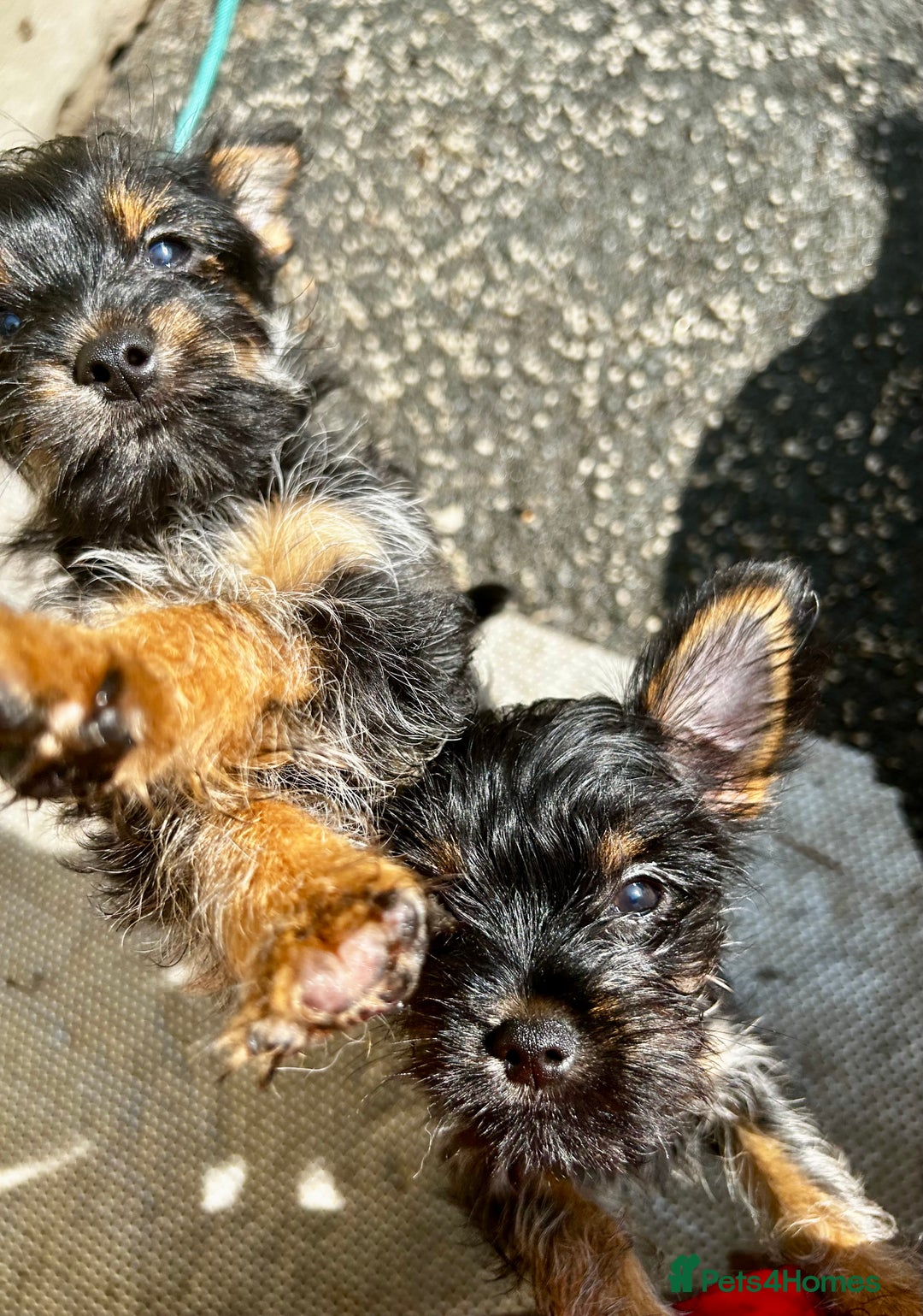 Chorkie dogs for sale: 9 weeks old puppies Yorkshire terrier chihuahuas - Image 8