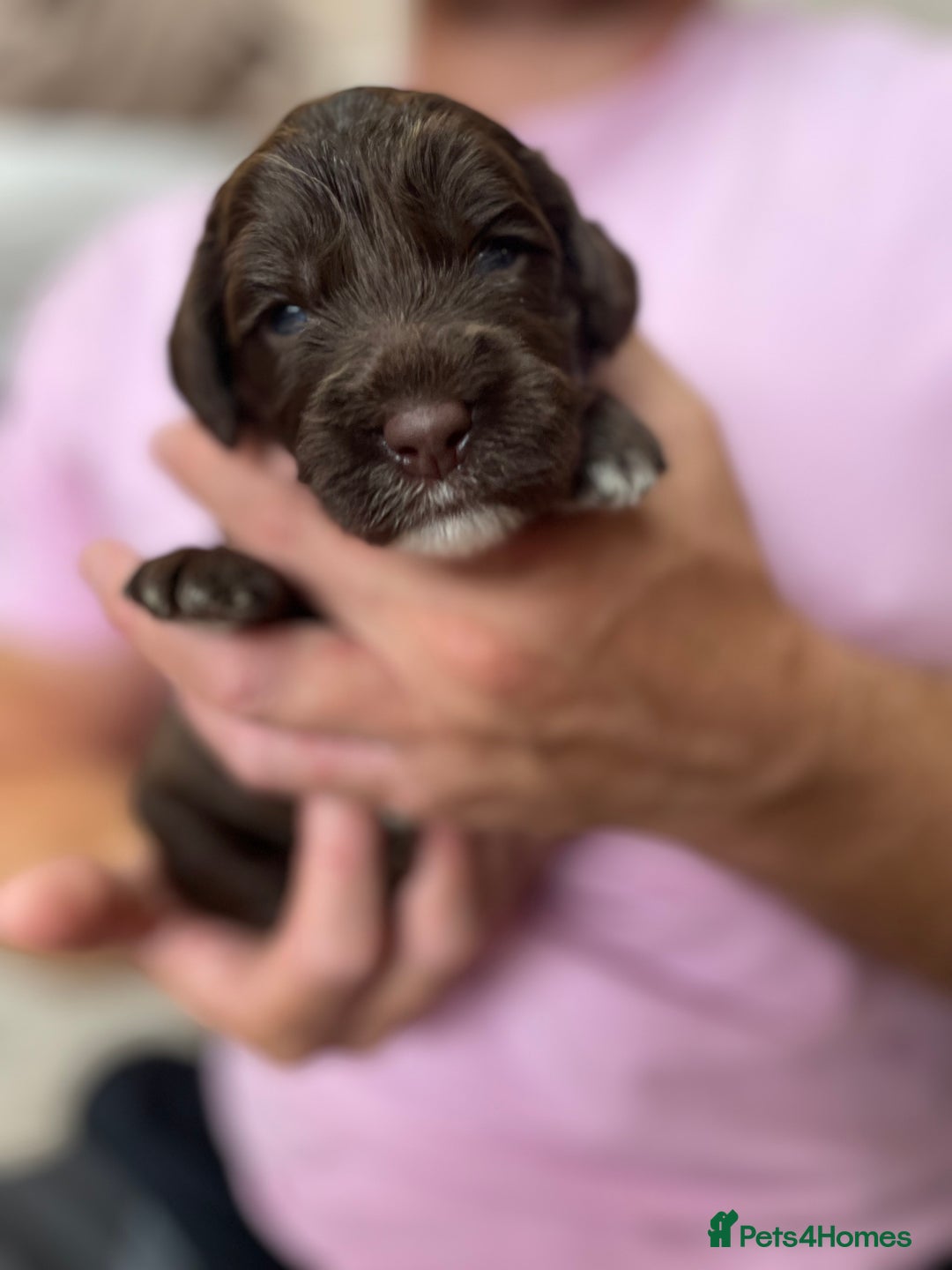 Mixed Breed dogs for sale: Australian Goldendoodles stunning litter  - Image 3