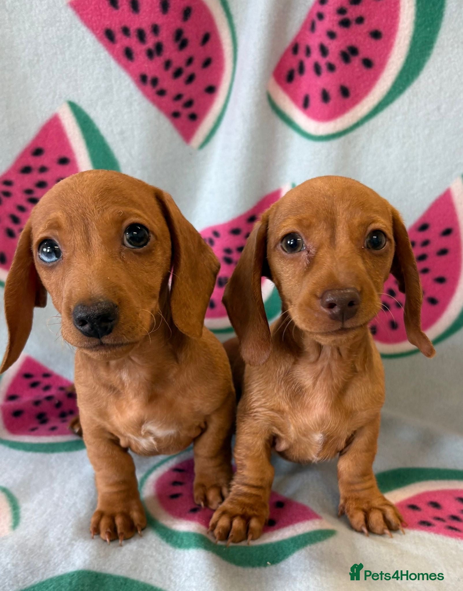 Miniature Dachshund dogs KC Registered MIniature Dachshunds  - Advert 1