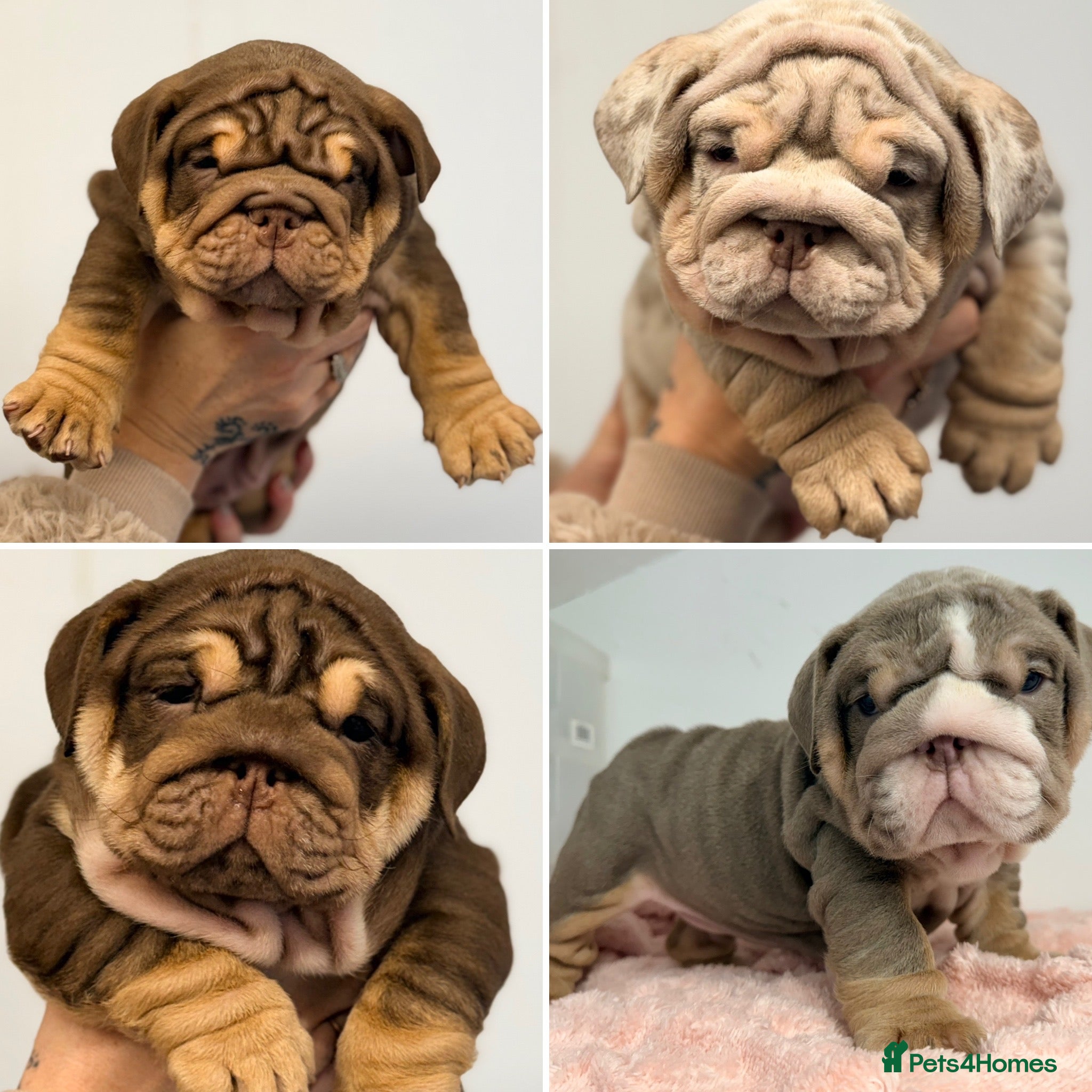 English Bulldog dogs *Stunning* KC English bulldog puppies ready 20/12 - Advert 3