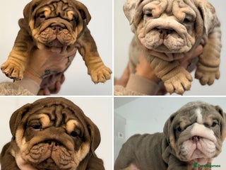 English Bulldog dogs *Stunning* KC English bulldog puppies ready 20/12 - Advert 2