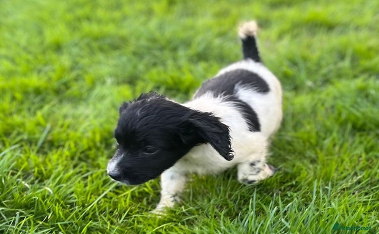 Cocker Spaniel dogs - Advert 10