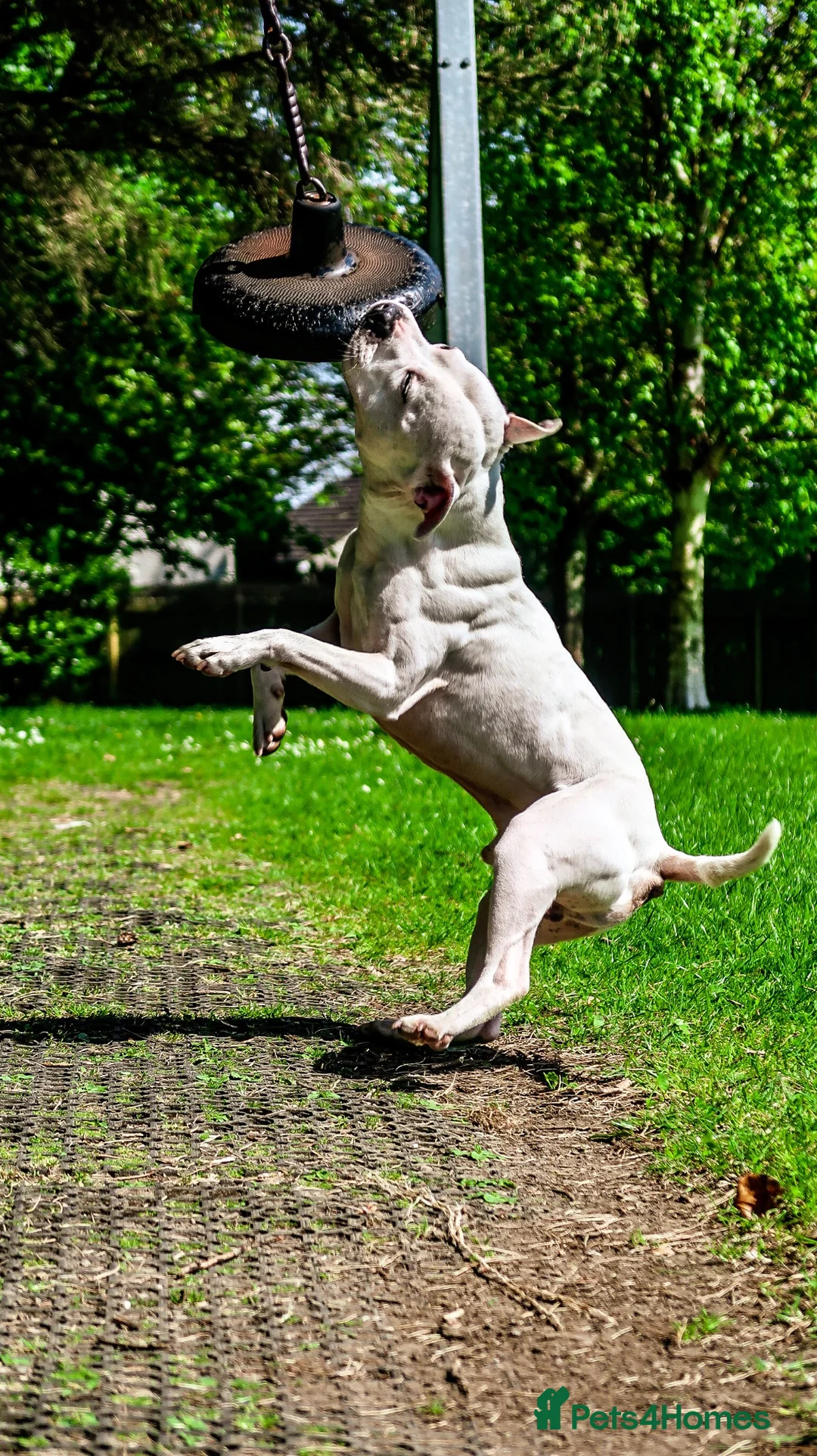 Staffordshire Bull Terrier dogs for stud: Proven stud  in Carlisle - Advert 2